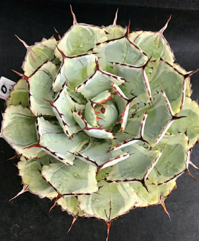 6-3-2564-new post - Agave Cactus Rare Plants import export 