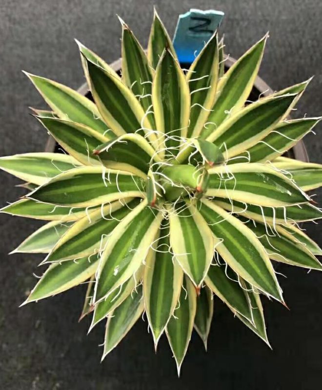 6-3-2564-new post - Agave Cactus Rare Plants import export 